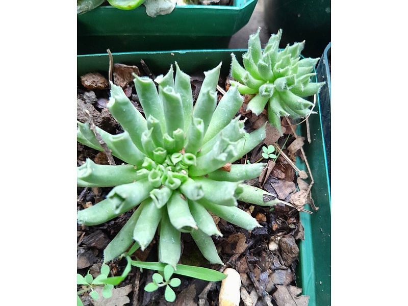 Sampervivum Planta Guatemala