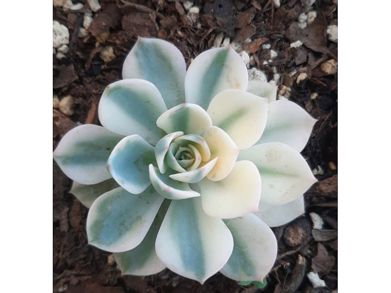 Echeveria Lilicina Guatermala