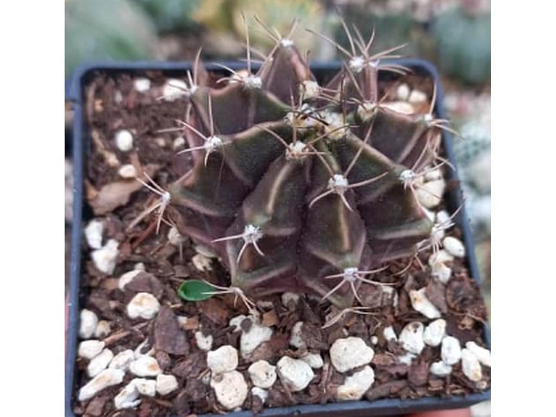 Gymnocalycim Planta Guatemala
