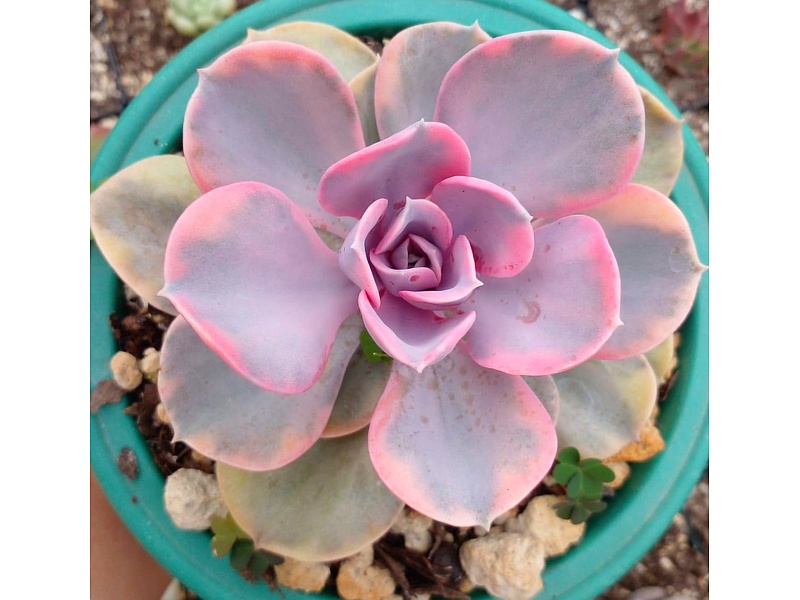 Echeveria Laui Guatemala