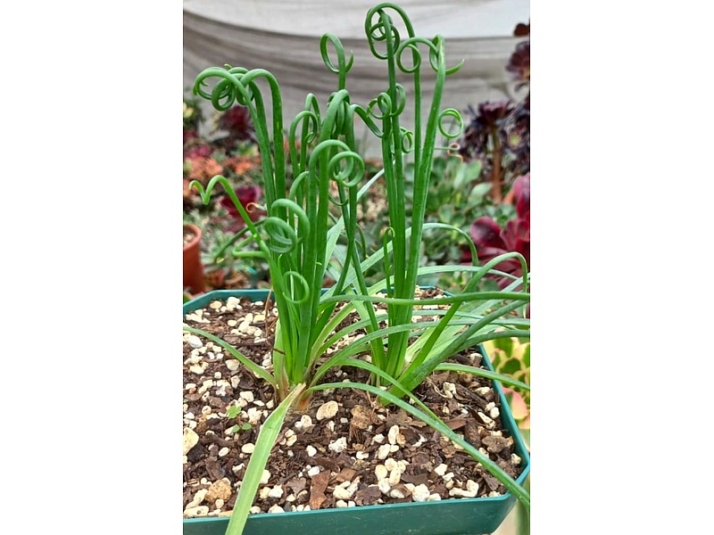 Albuca Planta Guatemala