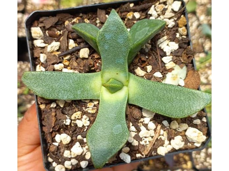 Pleispilos Guatemala