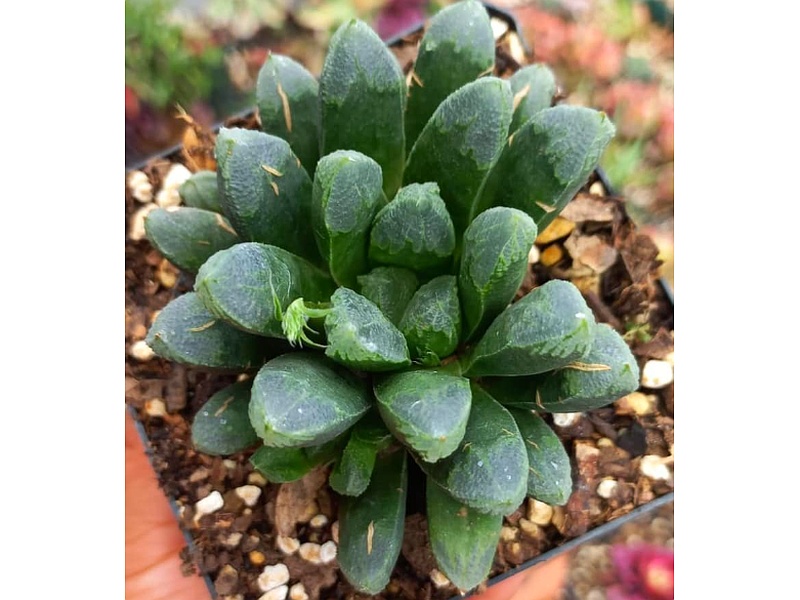 Haworthia Planta Guatemala