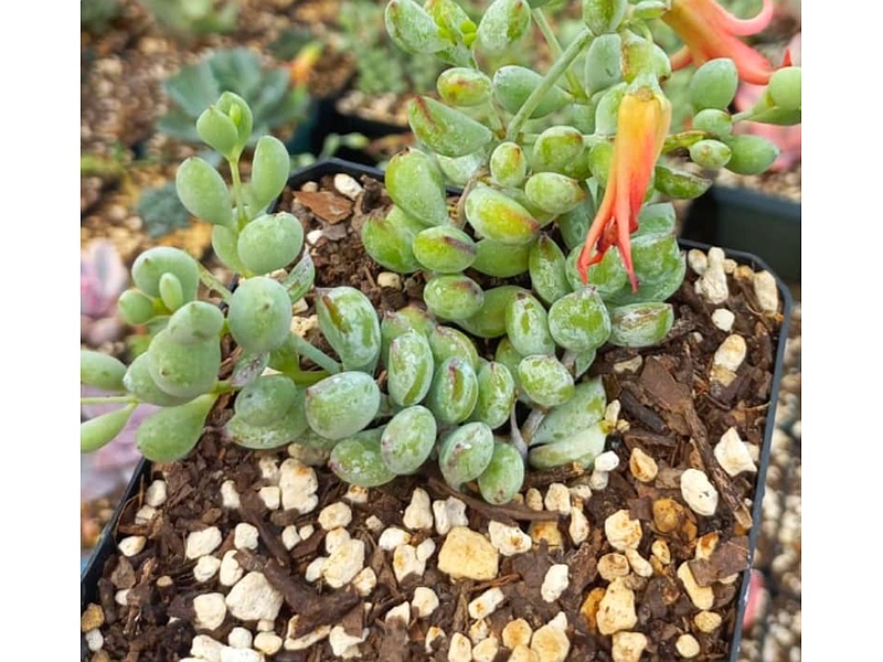 Cotyledon Guatemala