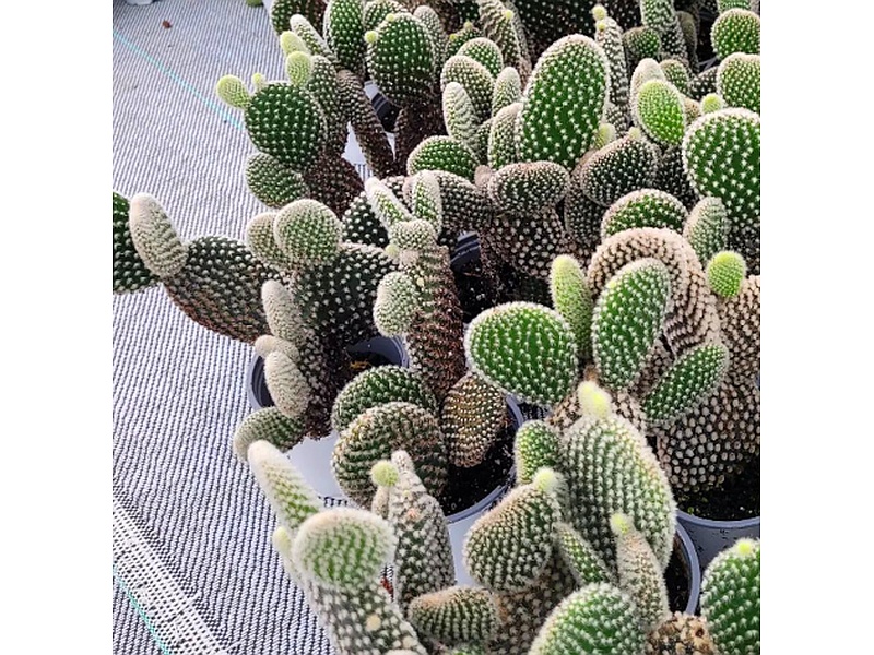 Opuntia Guatemala