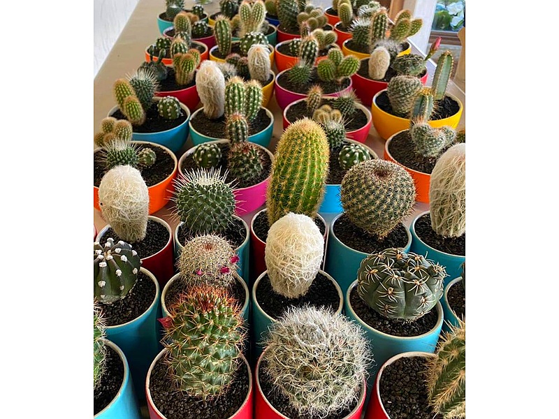 Cactus Guatemala