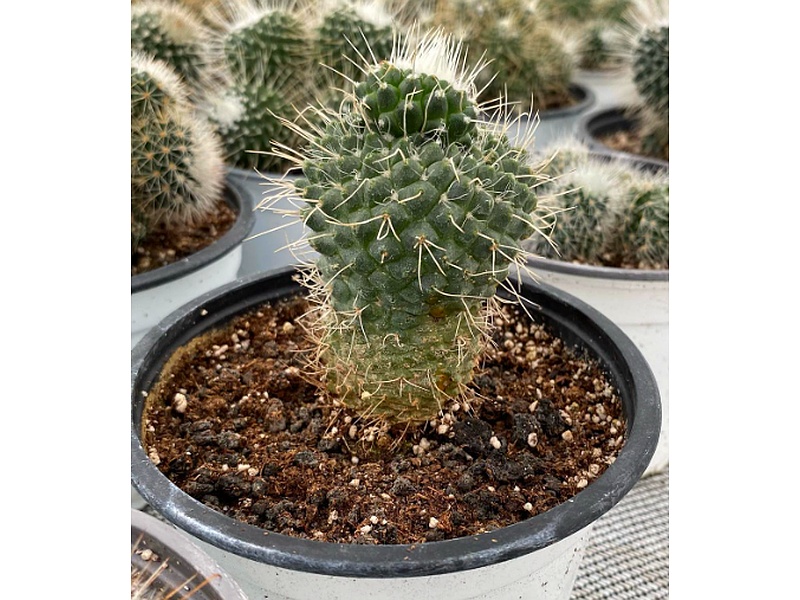 Mammillaria Guatemala