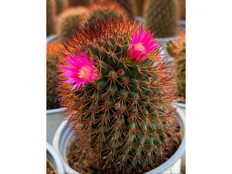 Mammillaria Planta Guatemala