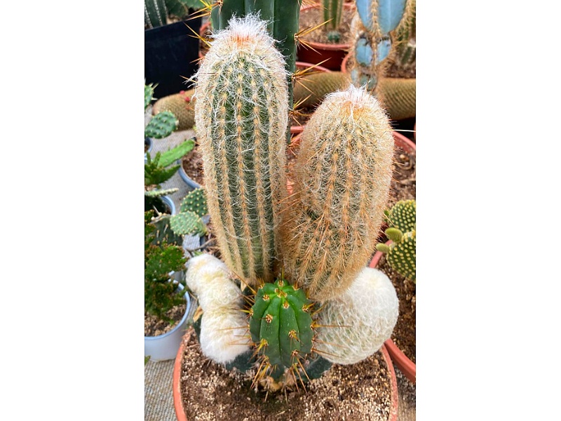 Espostoa Guatemala