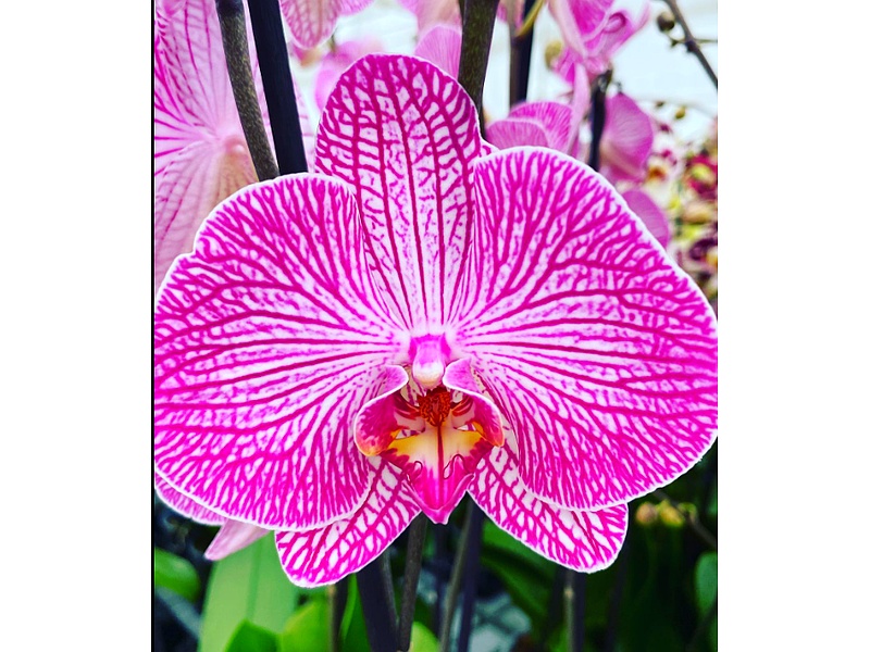 Doritaenopsis Guatemala