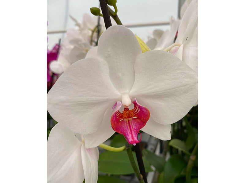 Phalaenopsis Guatemala