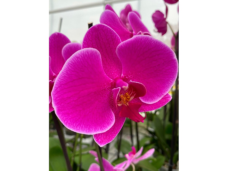 Phalaenopsis Rosada Guatemala