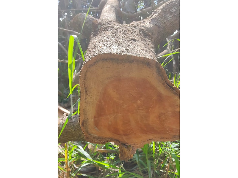 MAdera Nogal Guatemala