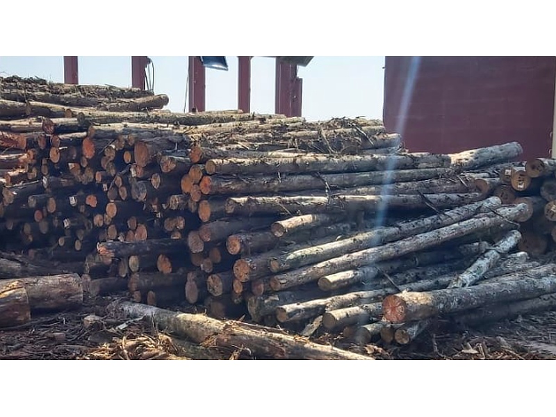 Madera Castaño Guatemala
