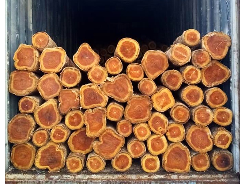 Madera Cocobolo Guatemala