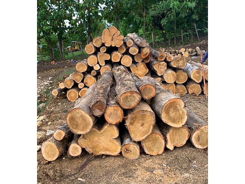 Madera Arce Guatemala