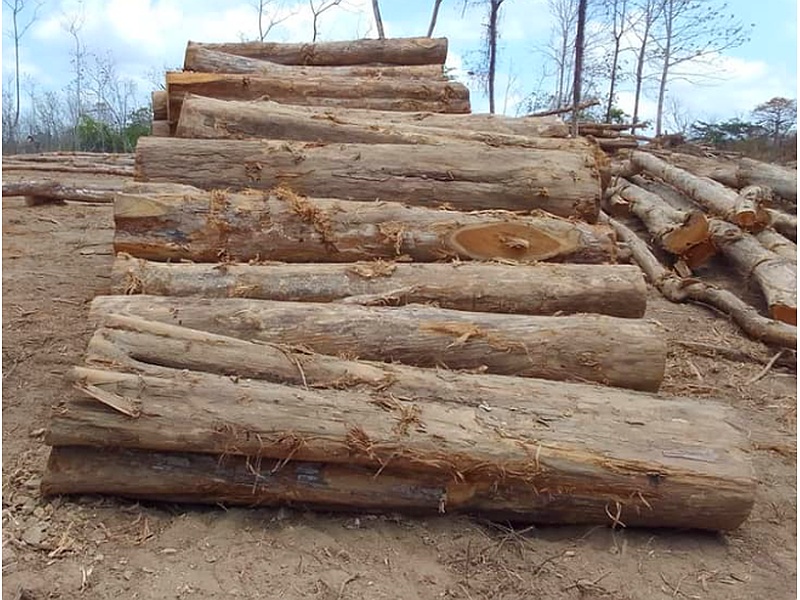 Madera Nativa Guatemala