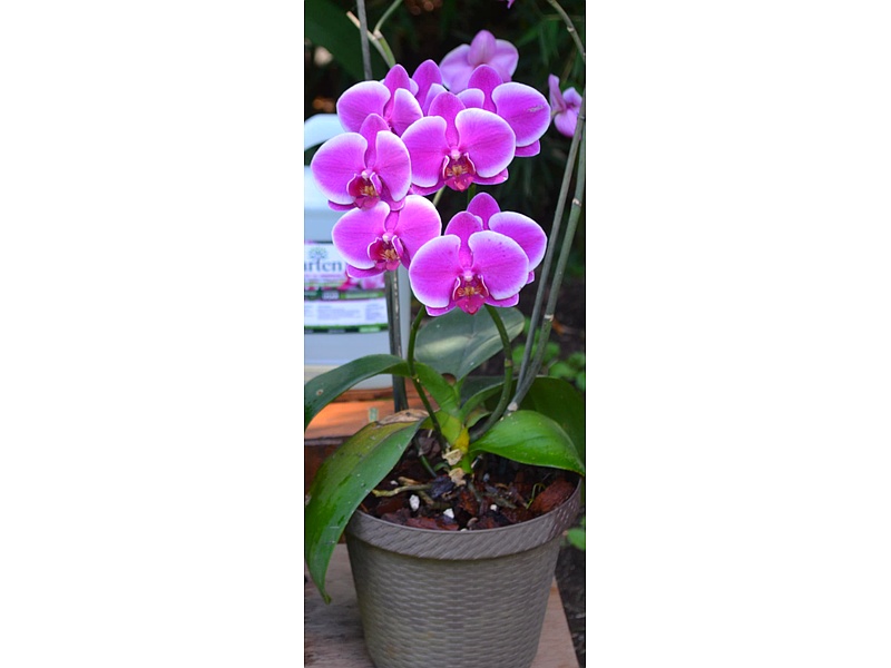 Orquídeas Guatemala