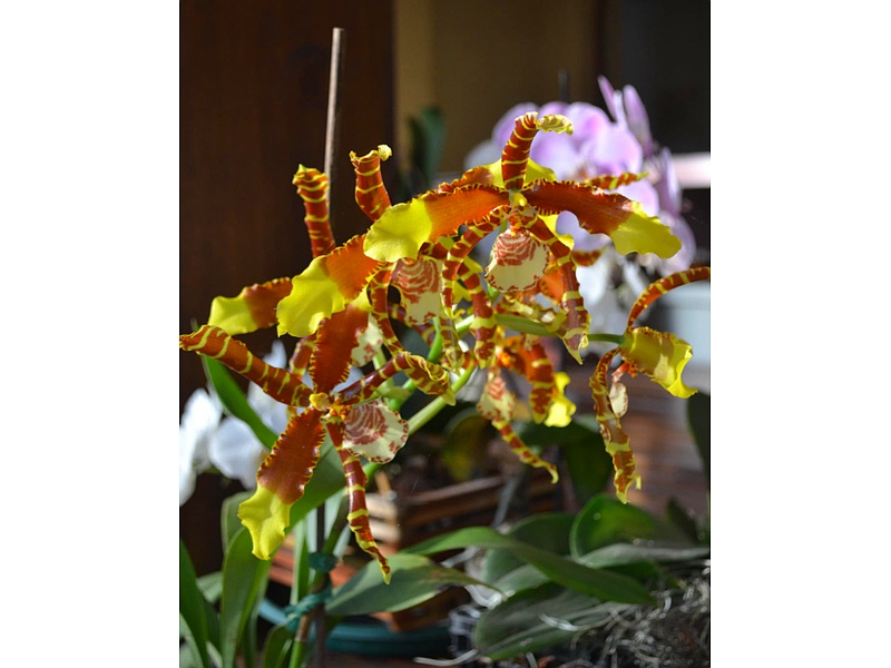Orquídea Amarilla Guatemala