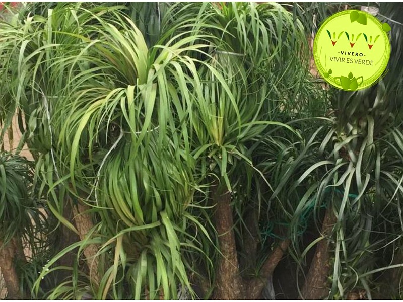 Planta Pony Guatemala