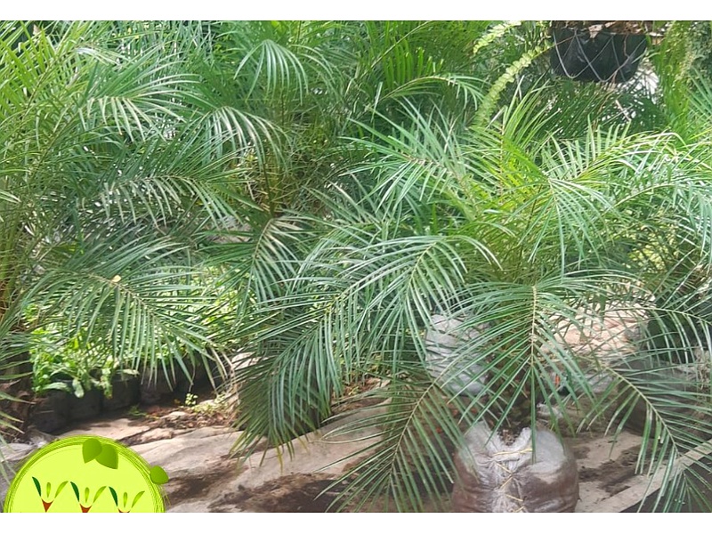 Planta Fenix Guatemala