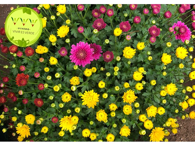 Mums Guatemala