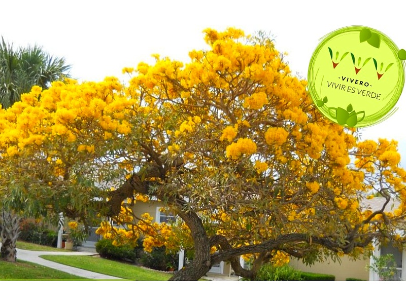 Tabebuia Guatemala