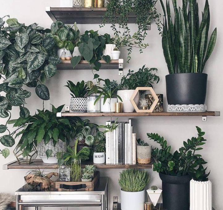 Jardinería vertical Mixco