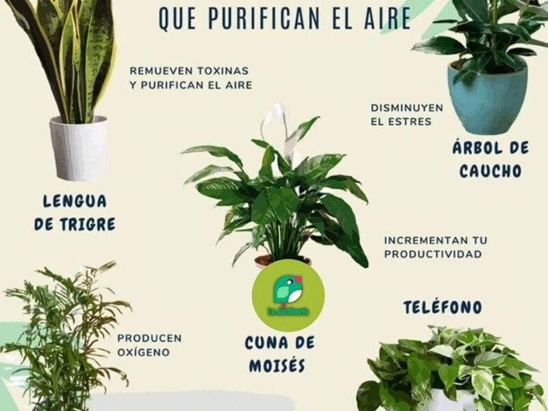 Plantas de propiedades especiales