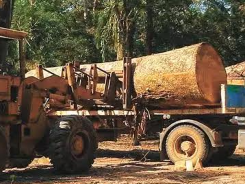Tronco de madera Ciudad de Guatemala