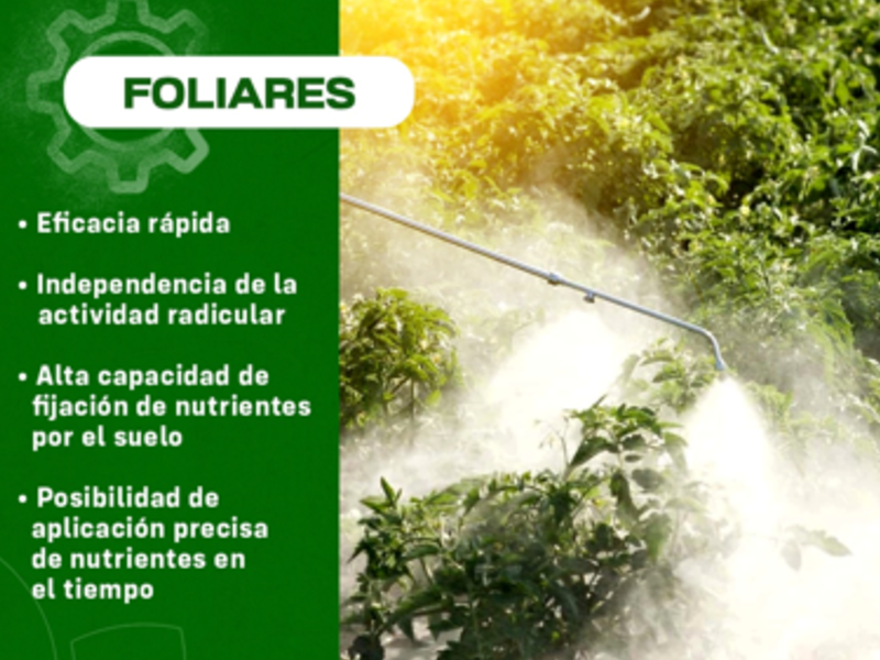 Foliares Chiquimulilla