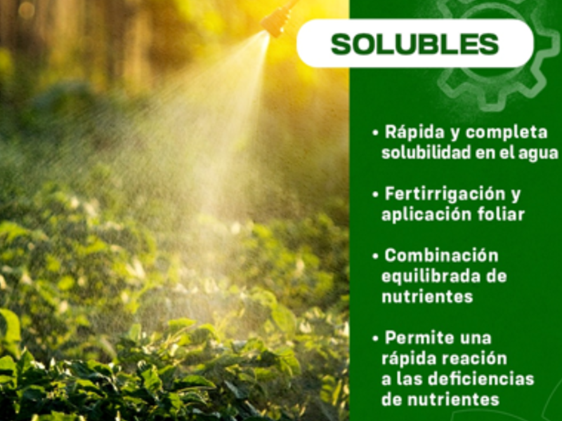 Solubles Chiquimulilla 