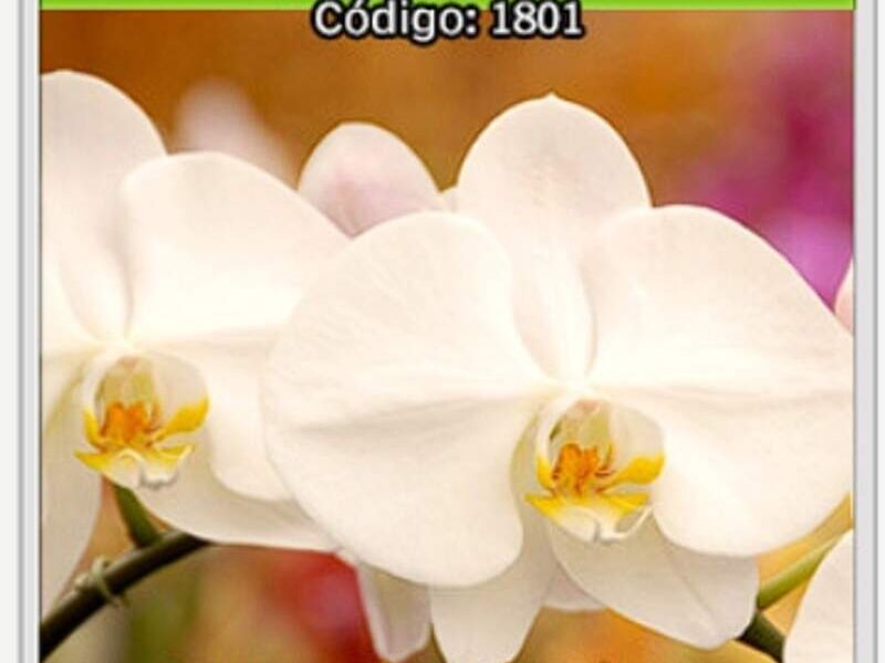 Orquideas