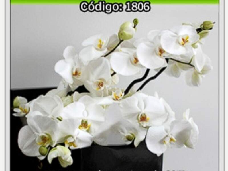 Caja de Orquideas