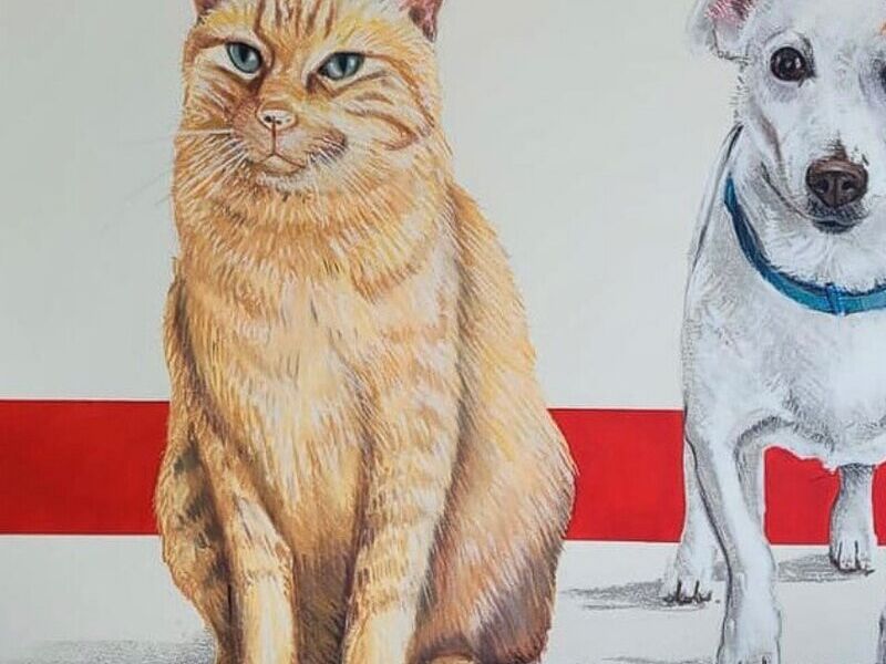 Cat & Dog