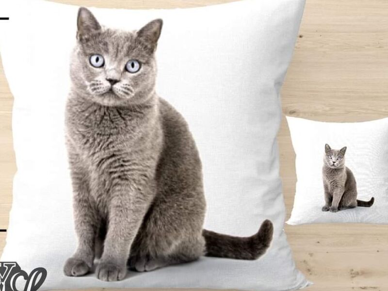 Cojin gato