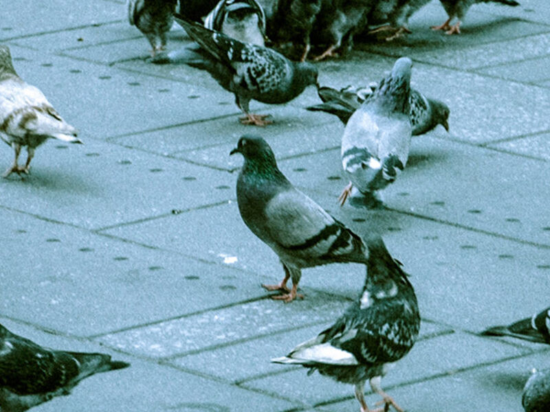 Control de aves Guatemala