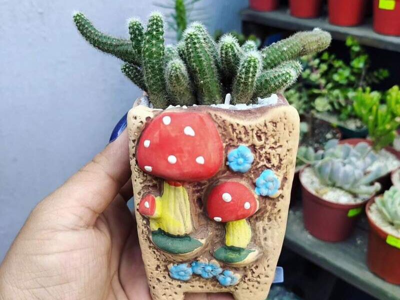 Maceta de hongos en Ciudad de Guatemala 