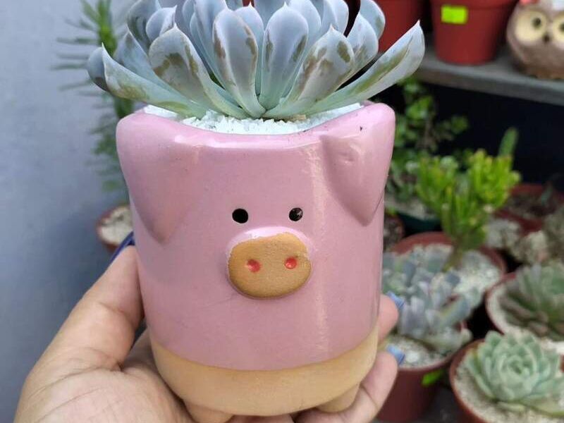 Maceta de cerdito en Ciudad de Guatemala 