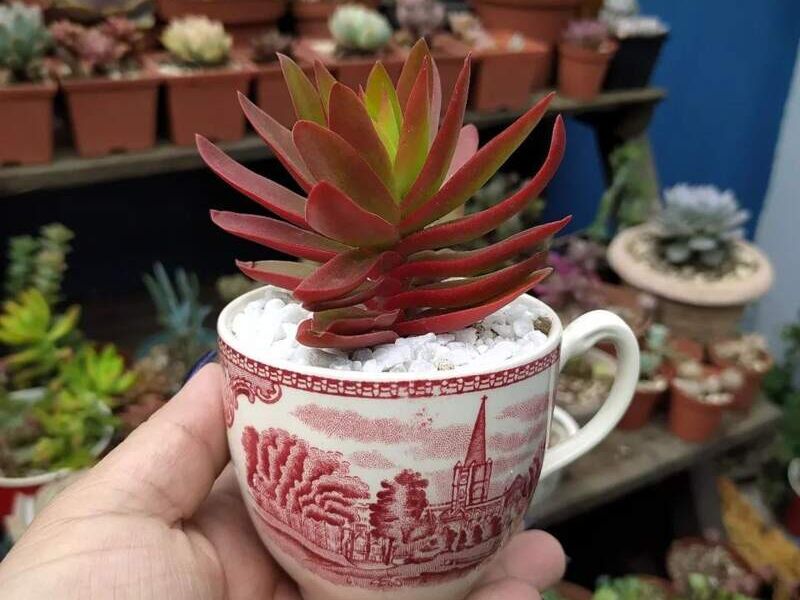 Macetas decorativas taza en Guatemala 