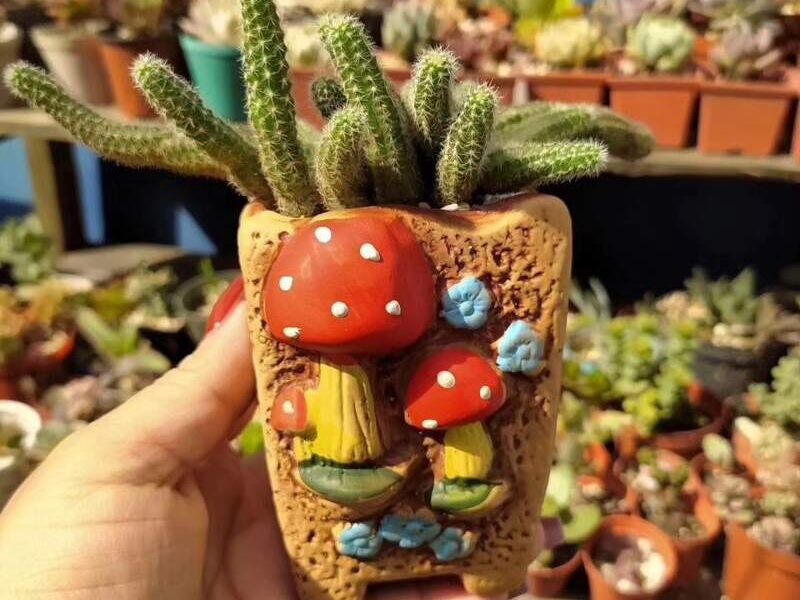 Macetas decorativas hongos en Guatemala 