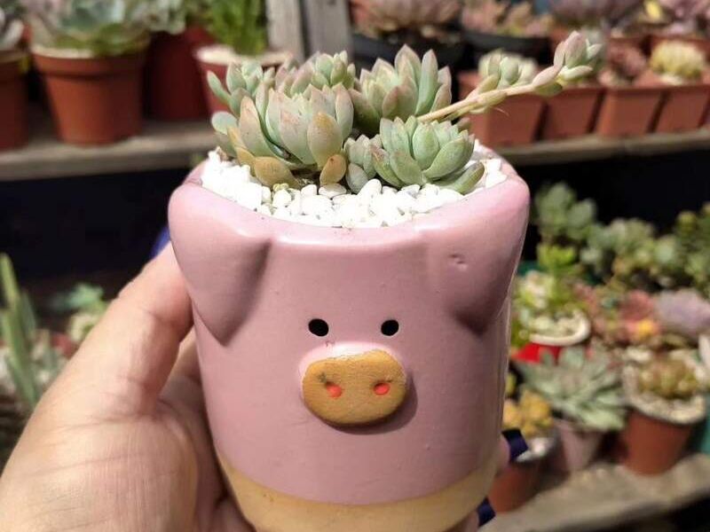 Macetas decorativas cerdito en  Guatemala 