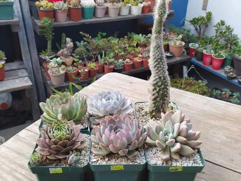 Macetas decorativas en Ciudad de Guatemala 