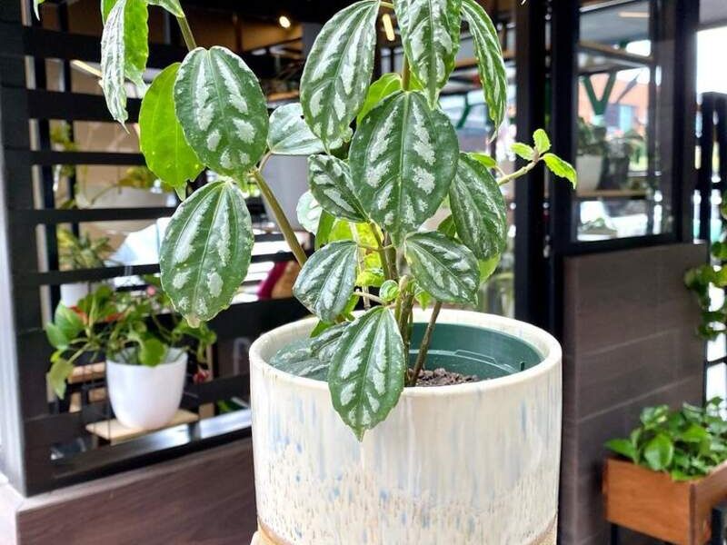 Maceta Pilea en Ciudad de Guatemala 