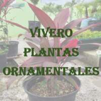 vivero Plantas Ornamentales